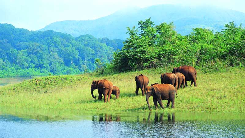 kochi to thekkady taxi